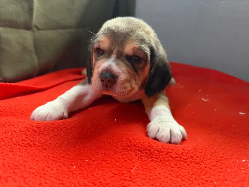 Chiot, Beagle, élevage Du Moulin de Madjurie