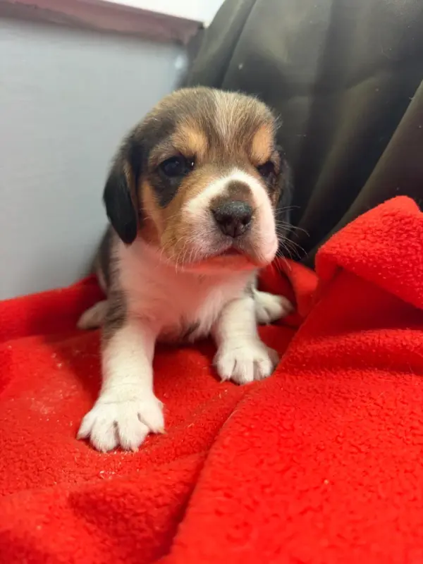 Chiot, Beagle, élevage Du Moulin de Madjurie