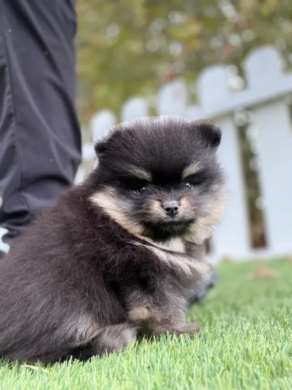 Chiot, Spitz allemand, élevage Du Moulin de Madjurie