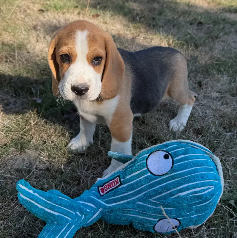 Chiot, Beagle, élevage Du Moulin de Madjurie