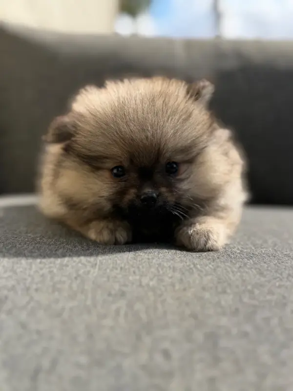 Chiot, Spitz allemand, élevage Du Moulin de Madjurie