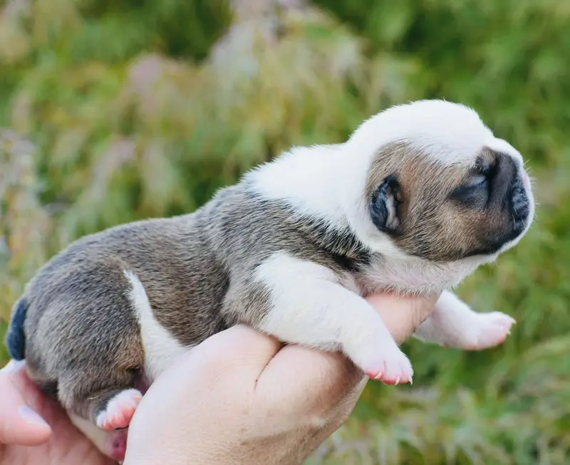 Chiot, Bulldog anglais, élevage De Theop's