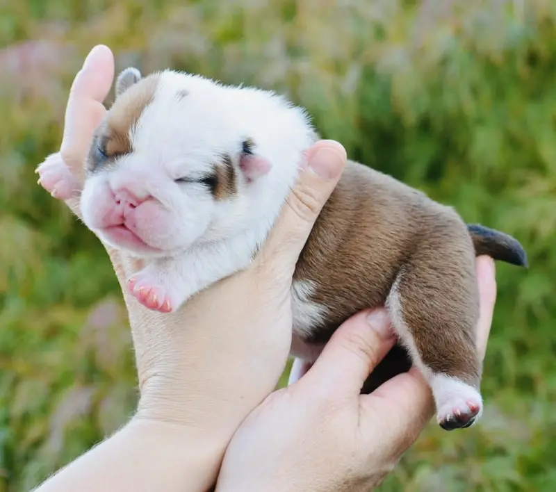 Chiot, Bulldog anglais, élevage De Theop's