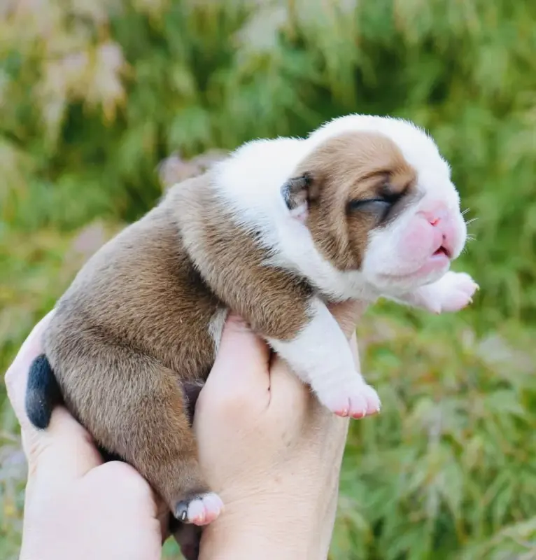 Chiot, Bulldog anglais, élevage De Theop's