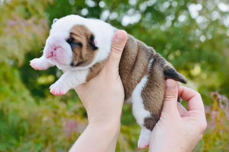 Chiot, Bulldog anglais, élevage De Theop's