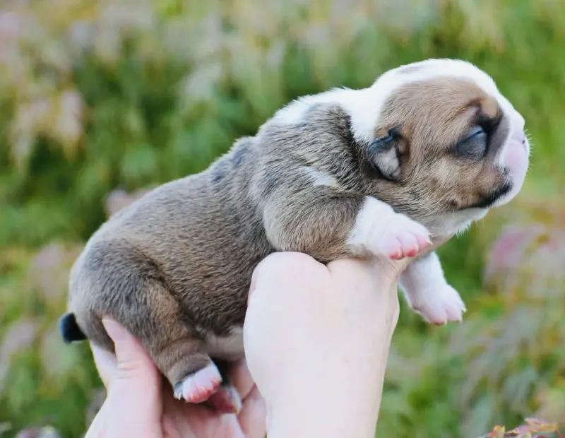 Chiot, Bulldog anglais, élevage De Theop's