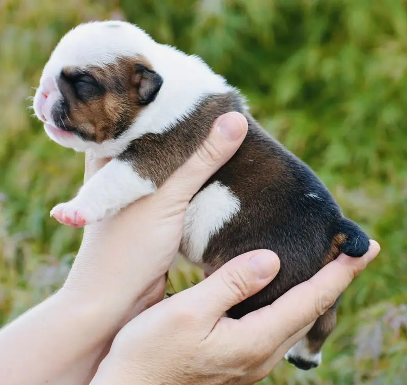 Chiot, Bulldog anglais, élevage De Theop's