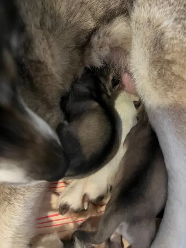 Portée de Husky sibérien, élevage De la Fleur de Lys de la Ternoise