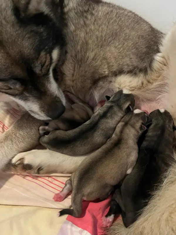 Portée de Husky sibérien, élevage De la Fleur de Lys de la Ternoise