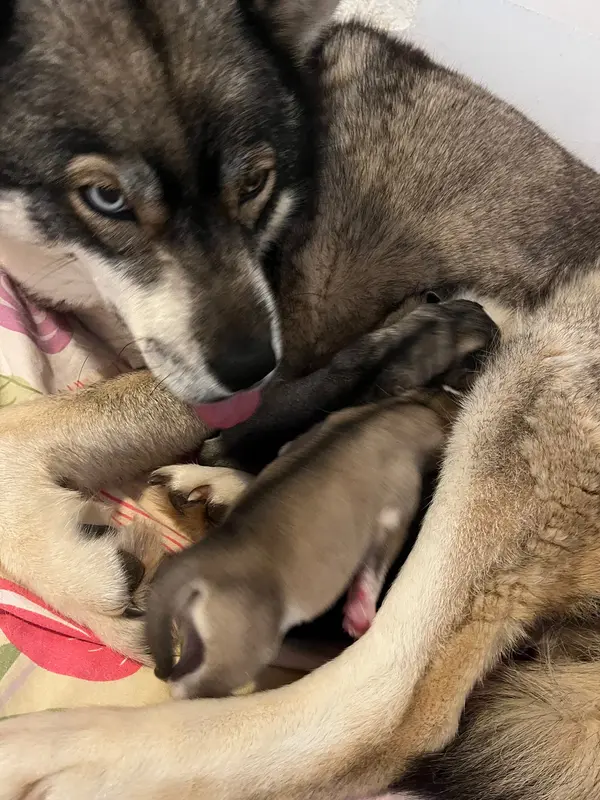 Portée de Husky sibérien, élevage De la Fleur de Lys de la Ternoise