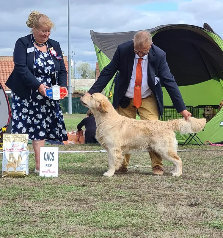 Père de la portée de Golden retriever, élevage Du Bois de la Rayere