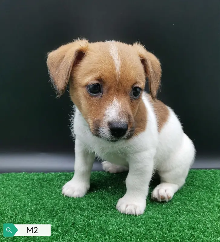 Balou Des Adrilines d'Opale, Jack Russell terrier, élevage Des Adrilines d'Opale