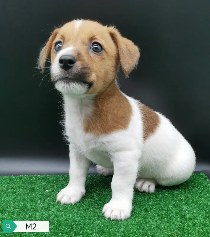Portée de Jack Russell terrier, élevage Des Adrilines d'Opale