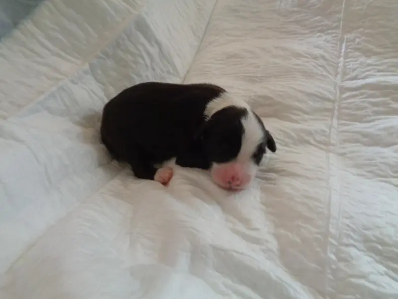 Chiot, Bearded collie, élevage A Dream of Bear'D