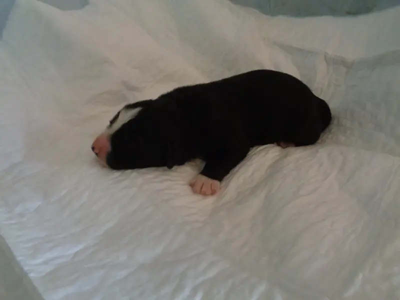 Chiot, Bearded collie, élevage A Dream of Bear'D