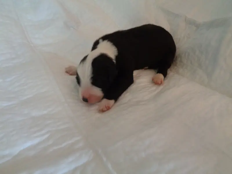 Chiot N°3 Bacchus, Bearded collie, élevage A Dream of Bear'D