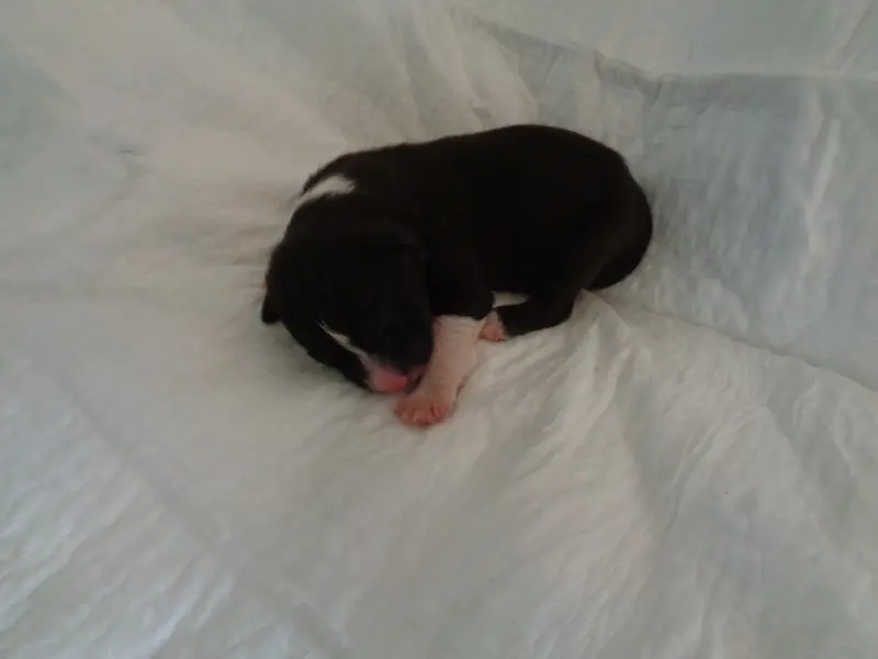 Chiot, Bearded collie, élevage A Dream of Bear'D