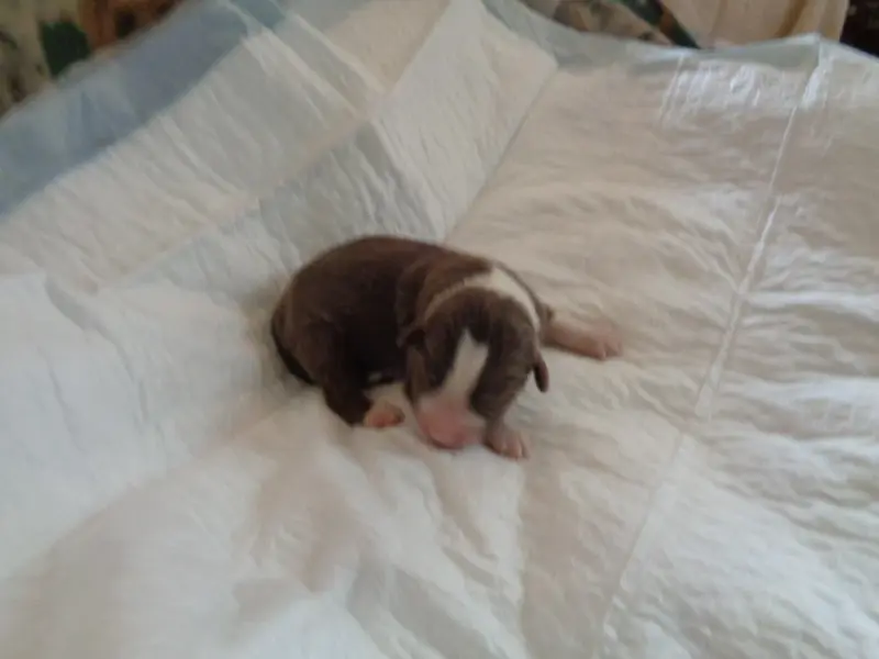 Chiot N°4 Bryo, Bearded collie, élevage A Dream of Bear'D