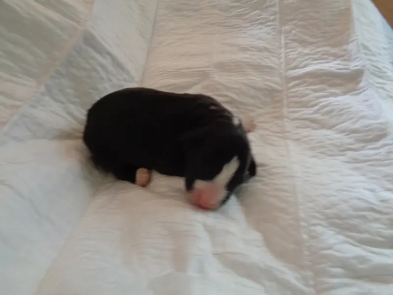 Chiot, Bearded collie, élevage A Dream of Bear'D