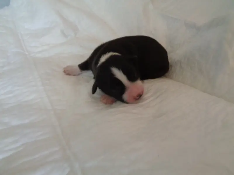 Chiot, Bearded collie, élevage A Dream of Bear'D