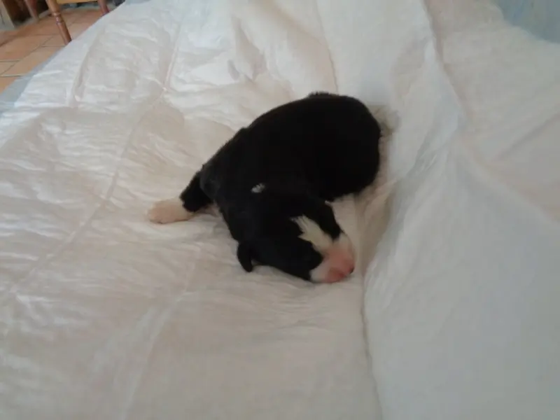 Chiot, Bearded collie, élevage A Dream of Bear'D