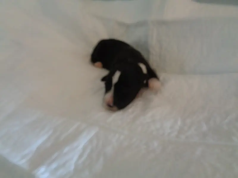Chiot, Bearded collie, élevage A Dream of Bear'D