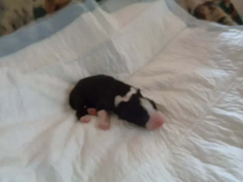 Chiot, Bearded collie, élevage A Dream of Bear'D