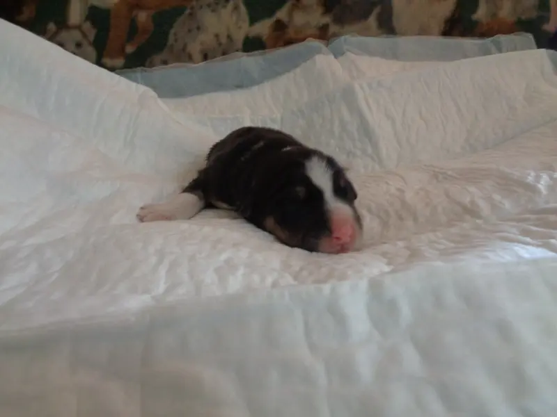 Chiot, Bearded collie, élevage A Dream of Bear'D