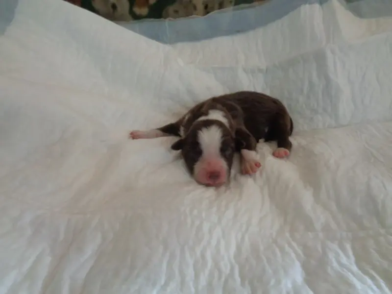 Chiot, Bearded collie, élevage A Dream of Bear'D