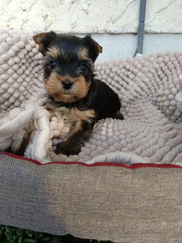 Portée de Yorkshire terrier, élevage Du Val de Clavernau
