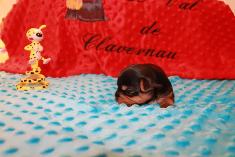 Portée de Yorkshire terrier, élevage Du Val de Clavernau