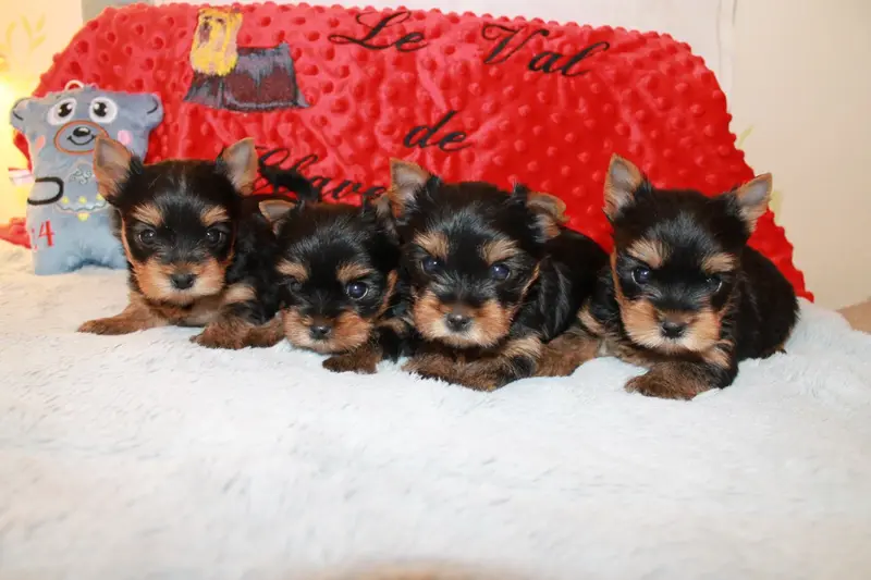 Portée de Yorkshire terrier, élevage Du Val de Clavernau