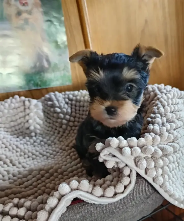 Portée de Yorkshire terrier, élevage Du Val de Clavernau