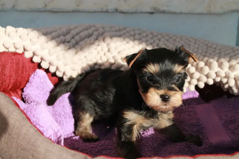 Portée de Yorkshire terrier, élevage Du Val de Clavernau