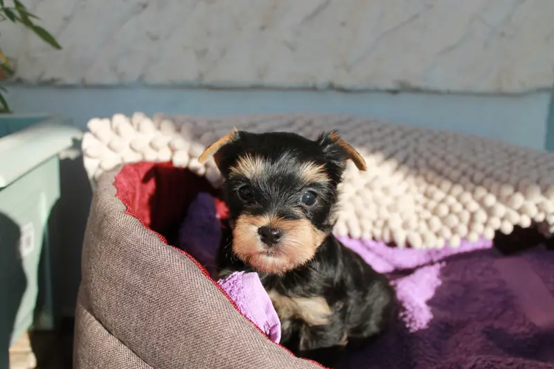 Badboy, Yorkshire terrier, élevage Du Val de Clavernau