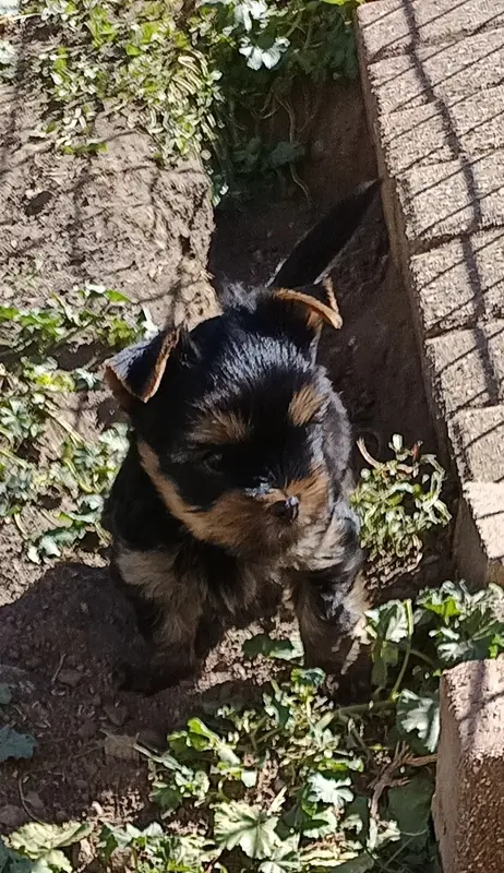 Portée de Yorkshire terrier, élevage Du Val de Clavernau