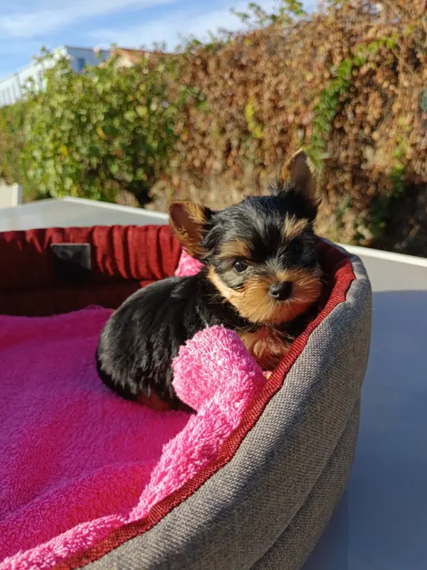 Portée de Yorkshire terrier, élevage Du Val de Clavernau