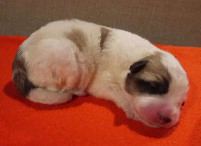 Bellegarde F3, Chien de montagne des Pyrénées, élevage Du Pic de Viscos