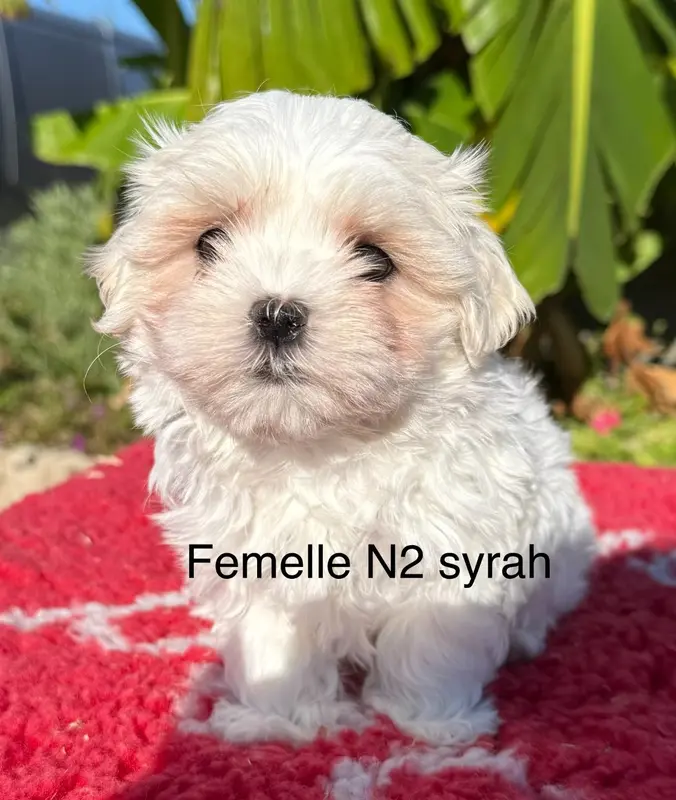 Chiot, Bichon maltais, élevage De la Vigne del Rey