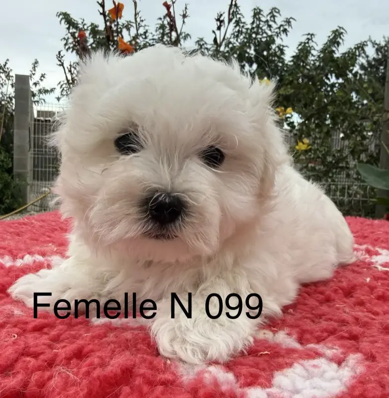 Chiot, Bichon maltais, élevage De la Vigne del Rey