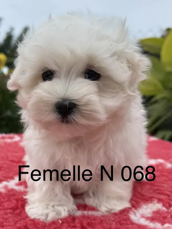 Chiot, Bichon maltais, élevage De la Vigne del Rey