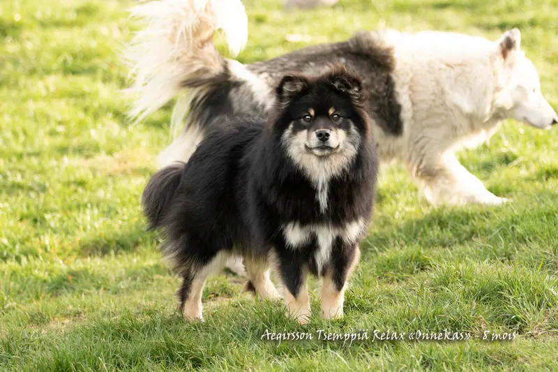 Père de la portée de Chien finnois de Laponie, élevage Aegirsson