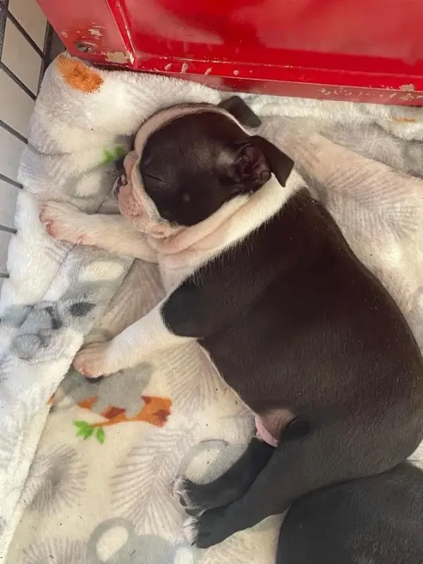 Portée de Boston terrier, élevage Des Grands Moulins du Got