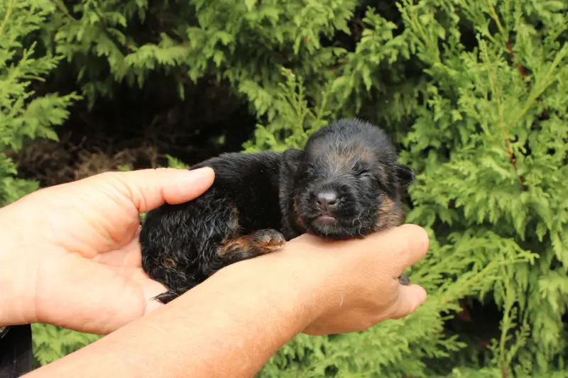 Chiot, Berger allemand, élevage De l'Hacienda del Matador