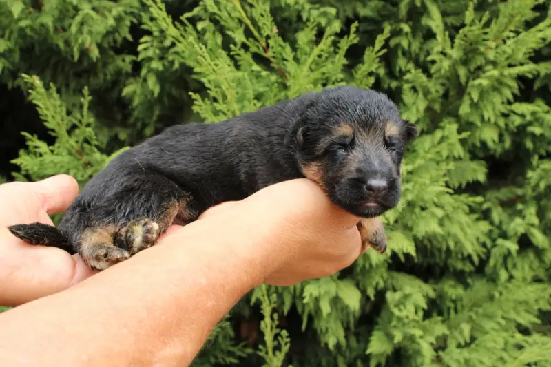 Chiot, Berger allemand, élevage De l'Hacienda del Matador