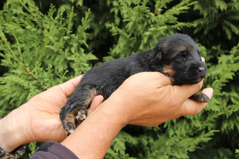 Baya, Berger allemand, élevage De l'Hacienda del Matador