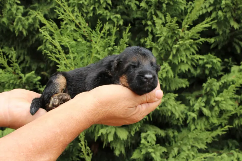 Chiot, Berger allemand, élevage De l'Hacienda del Matador