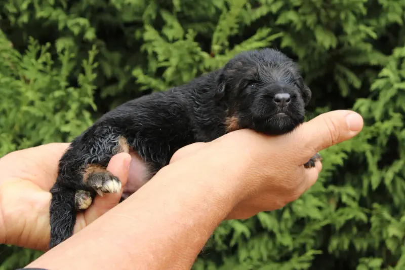 Chiot, Berger allemand, élevage De l'Hacienda del Matador