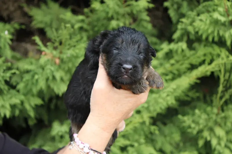 Baxter, Berger allemand, élevage De l'Hacienda del Matador