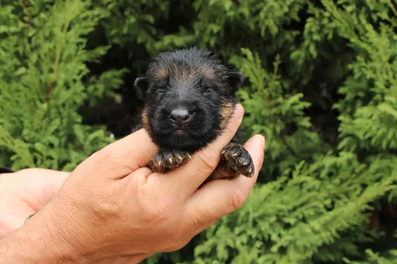 Chiot, Berger allemand, élevage De l'Hacienda del Matador